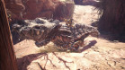 怪物猎人:世界 Monster Hunter: World 杉果游戏 sonkwo