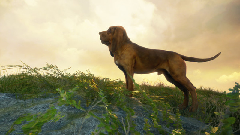 undefined theHunter: Call of the Wild™ - Bloodhound 杉果游戏 sonkwo