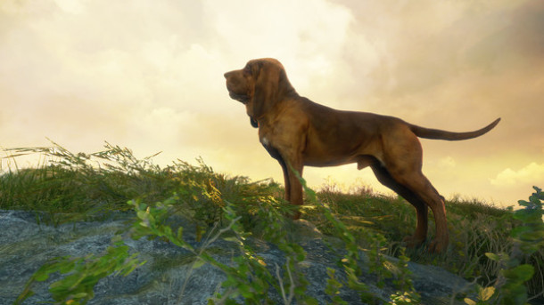 猎人：荒野的召唤 - 寻血猎犬 theHunter: Call of the Wild™ - Bloodhound 杉果游戏 sonkwo